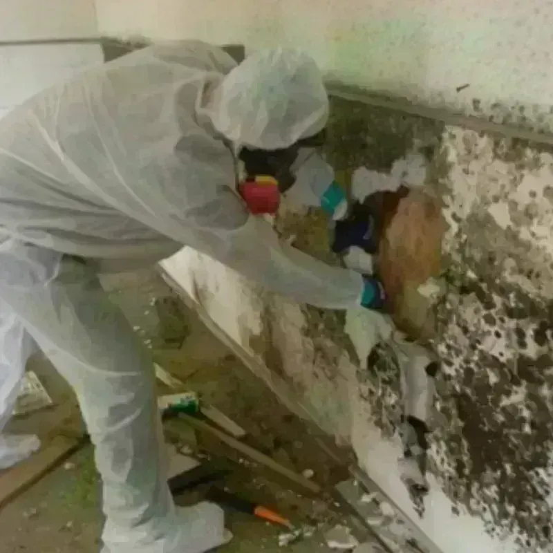 Mold Remediation and Removal in Haskins, OH